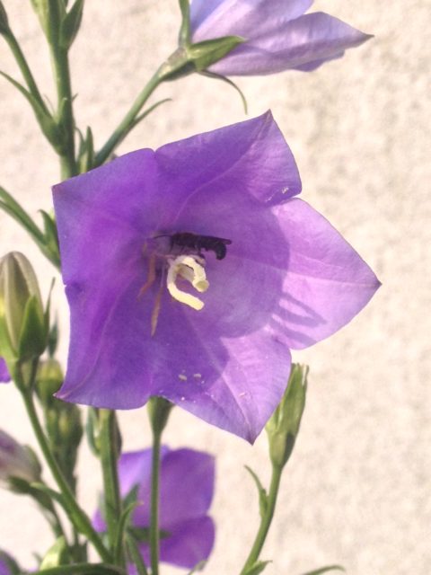 mit Wildbiene