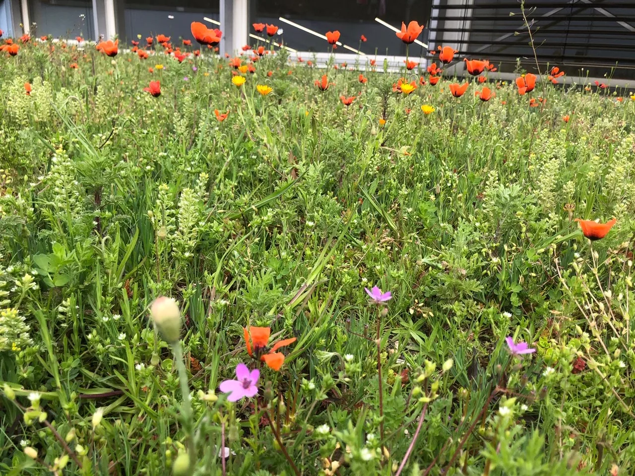 Dachbegrünung im Frühjahr nach der Herbstansaat