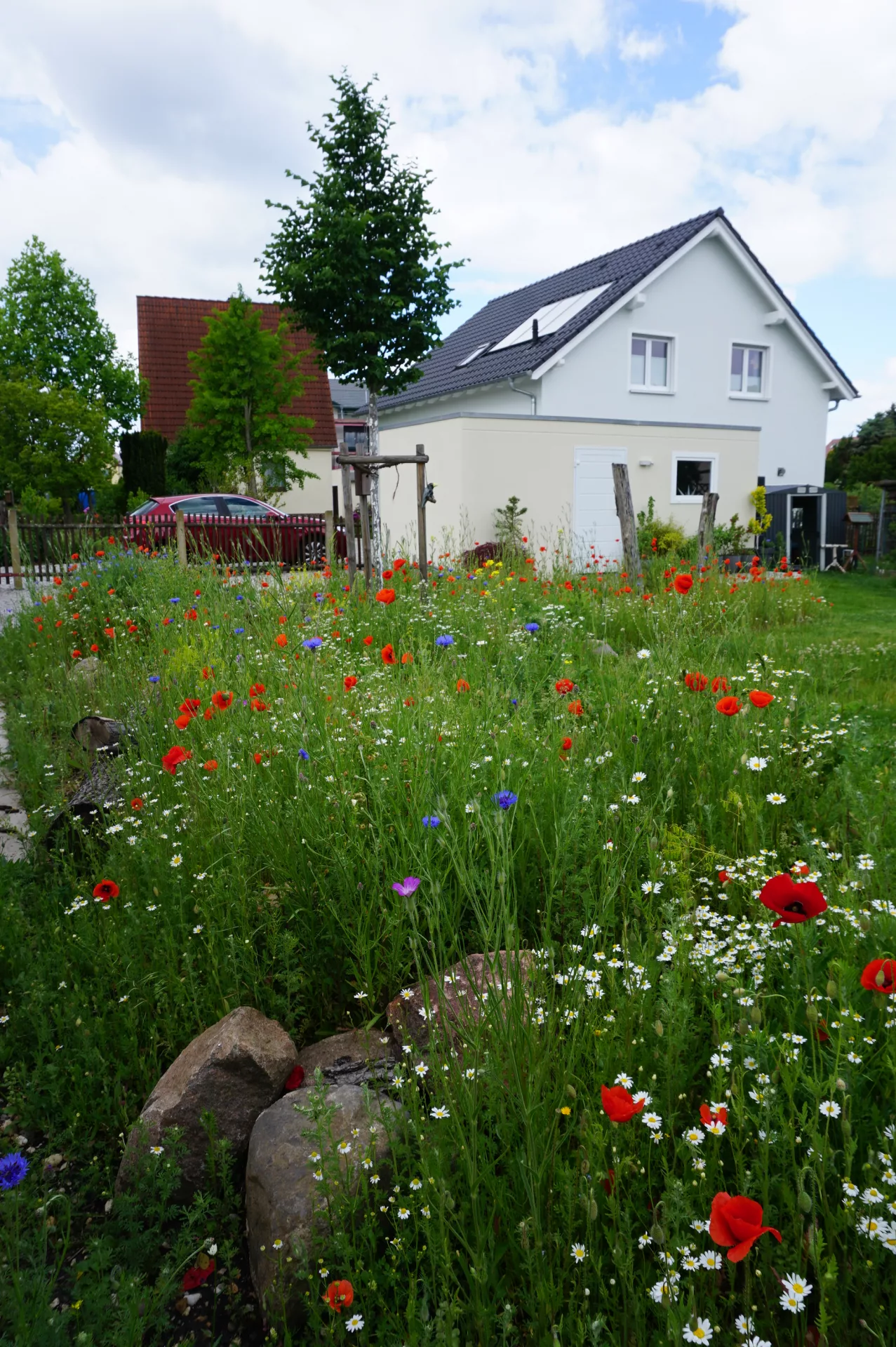 Blütenwoge der Einjährigen Ackerwildkräuter