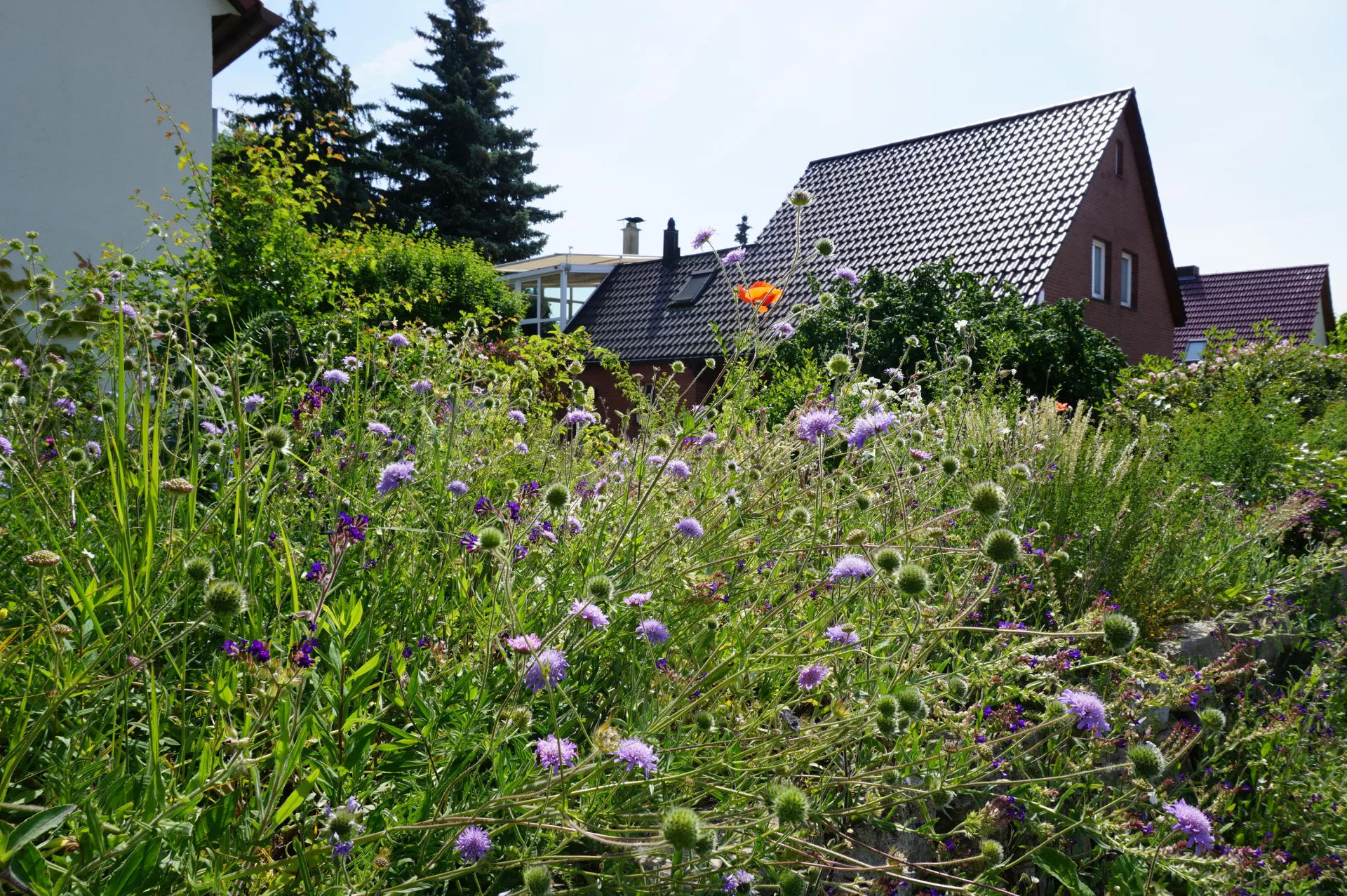 Wiesenwitwenblumen zwischen Wildsträuchern
