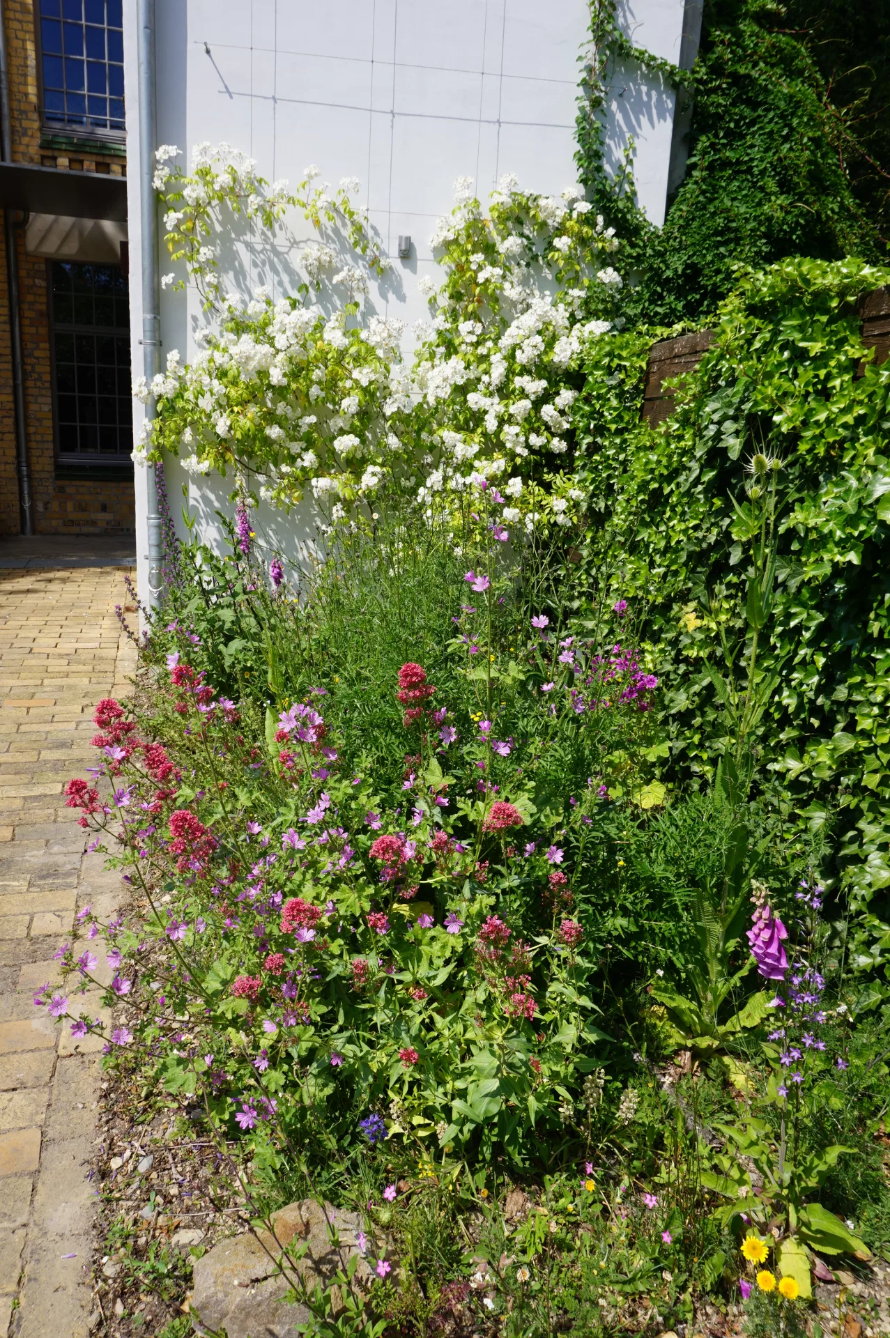 Kletterrose an Wandspalier mit Wildstauden