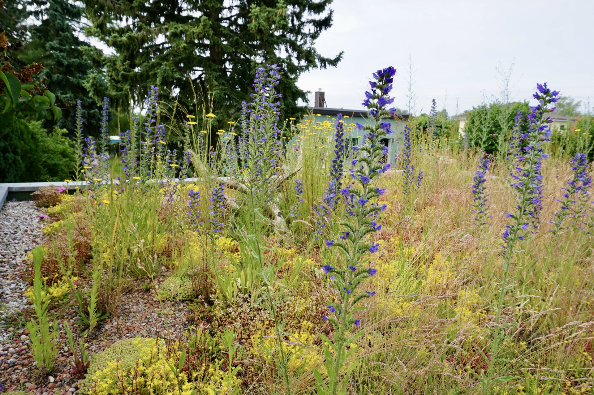 Biodiversitätsdach