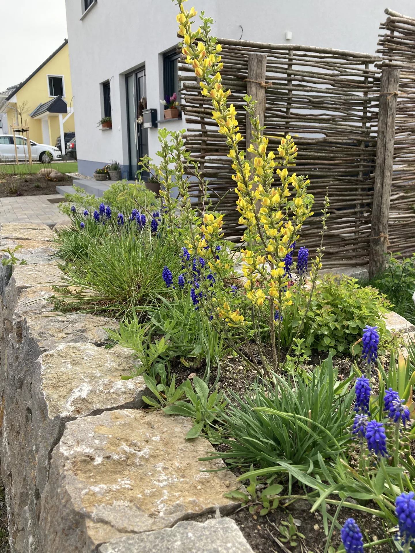 Strauchkronwicke & Muscaritrauben