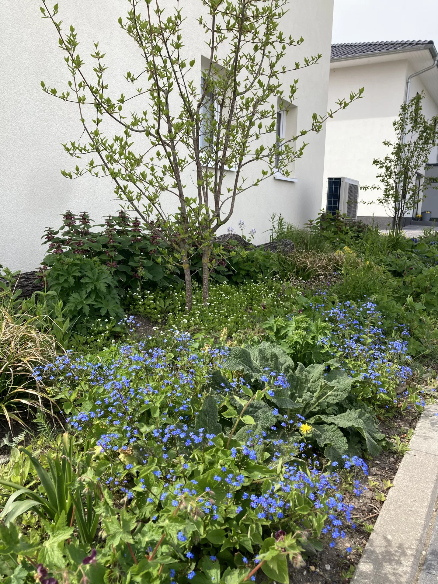 Waldgartenbeet im Halbschatten