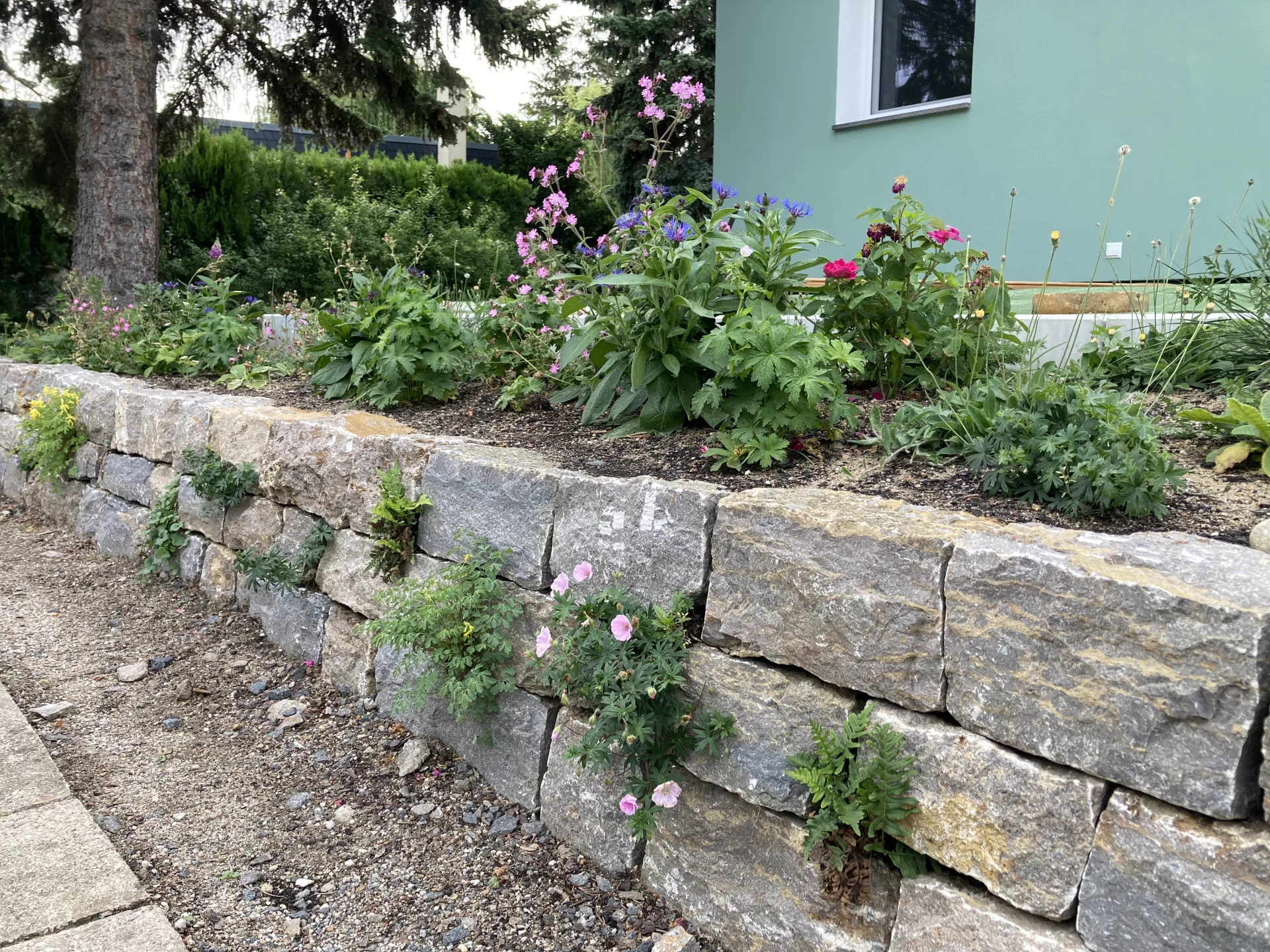 Fugenbepflanzung der Trockenmauer