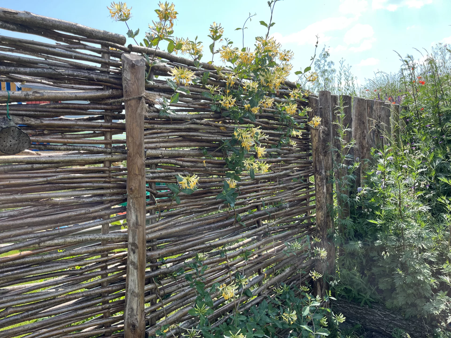 Waldgeissblatt an Haselnussflechtzaun