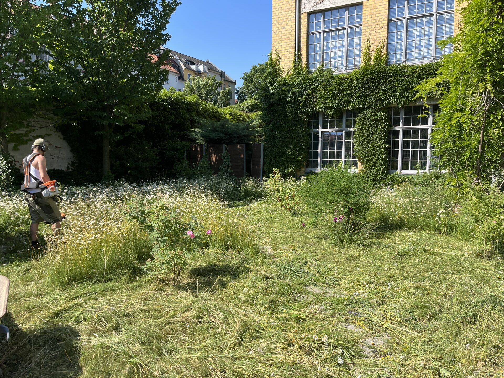 Mahd eines Kräuterrasens