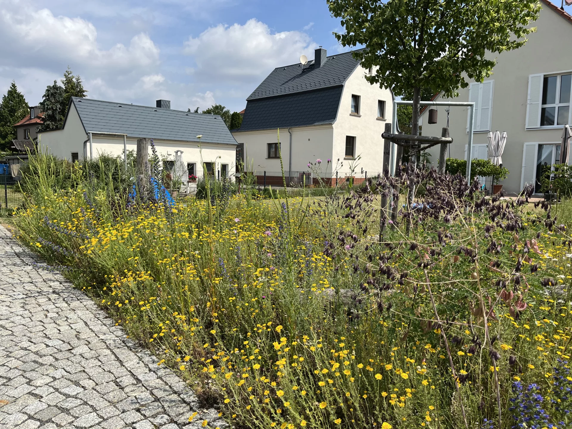 Wärmeliebender Saum