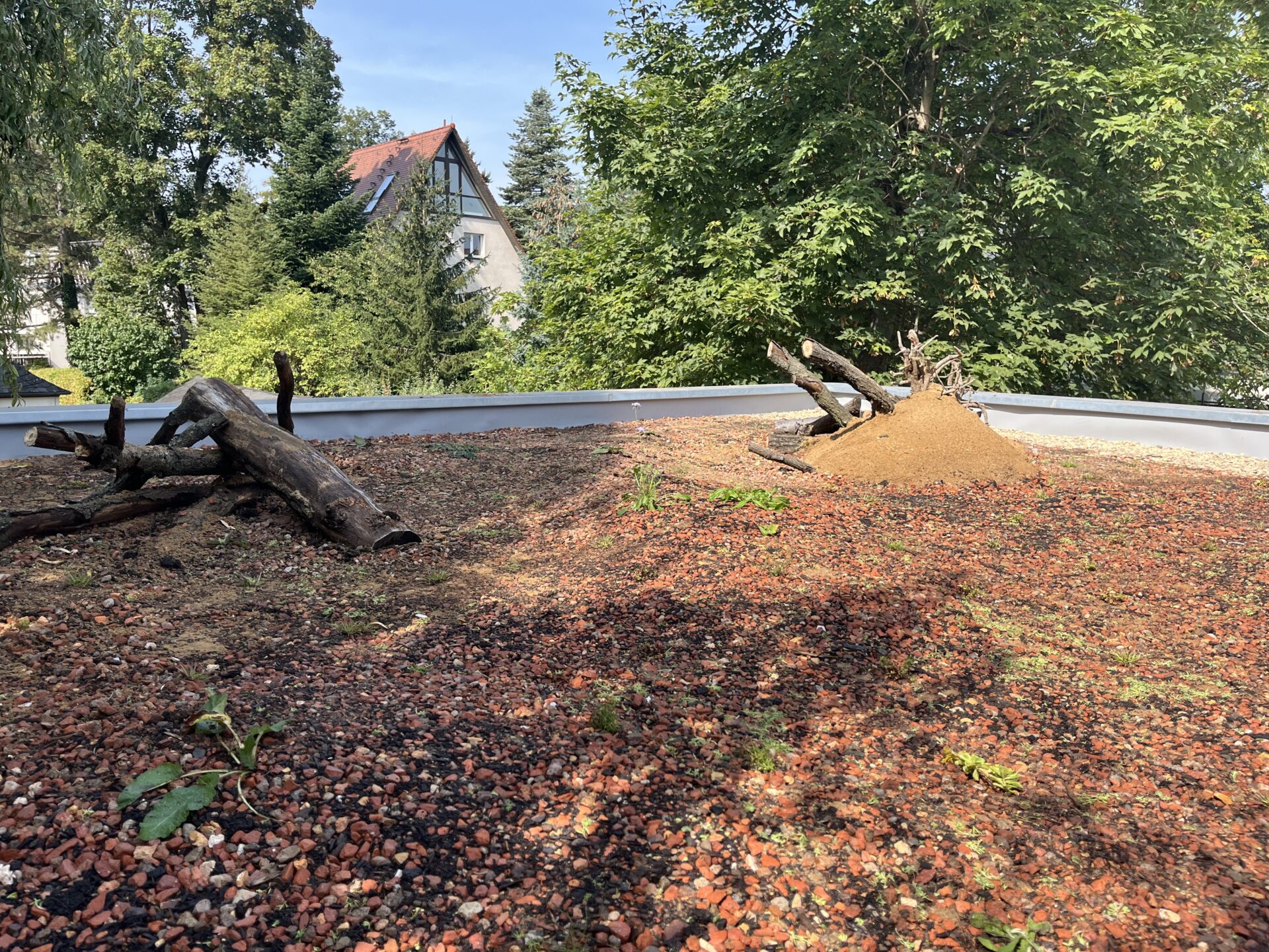 Totholz/Anhügelungen/Sandlinsen