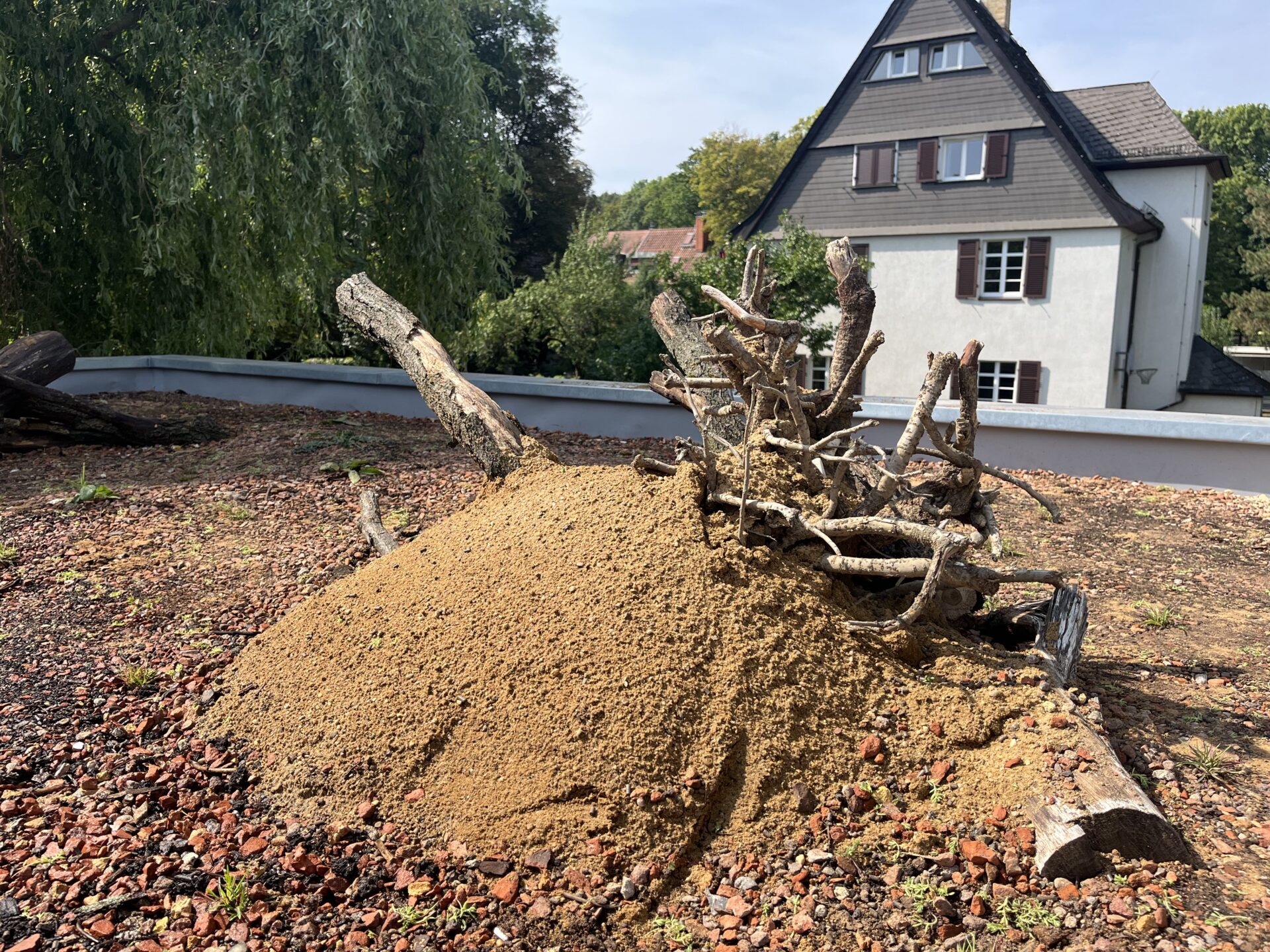 Sandlinse für bodennistende Wildbienen