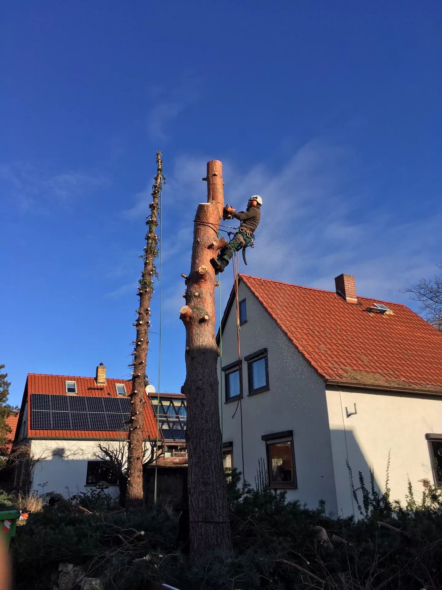 Baumfällung mittels Seilklettertechnik