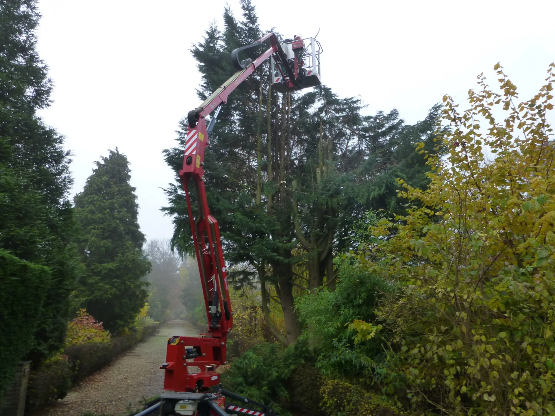 Baumpflege mittels Hebebühne